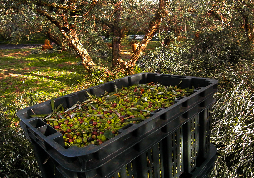 Organiczna Oliwa Z Oliwek I Jej r d o Na Krecie NATURELIA Robert 
